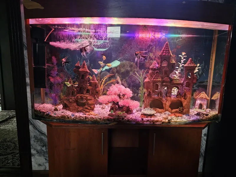 Akvarium sotiladi,Xamma narsasi bilan 3