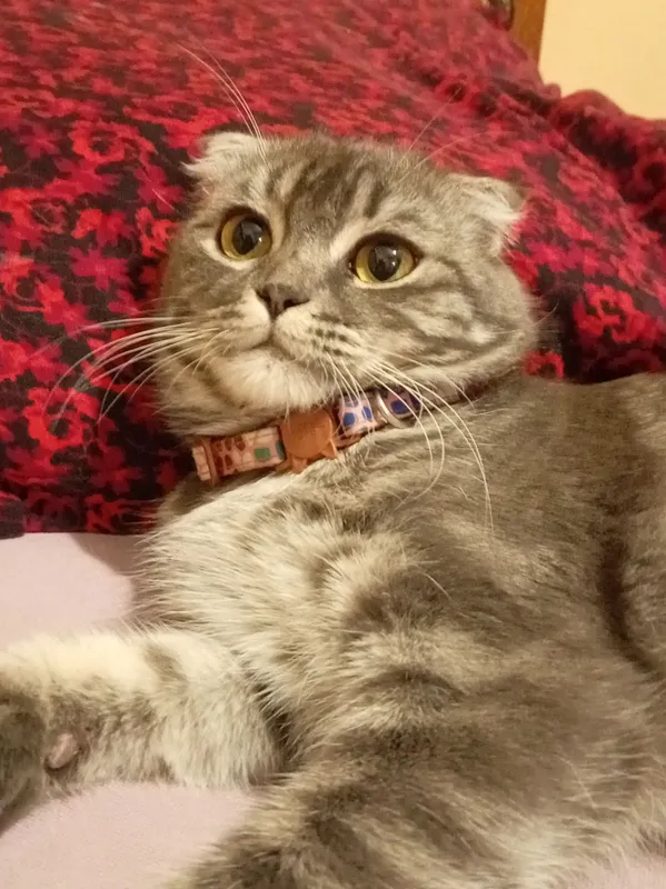 Scottish Fold 2 Scottish Fold 2