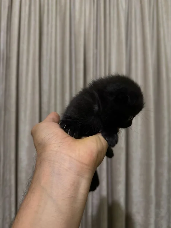 Продается котята, Бритиш скоттиш 5 Продается котята, Бритиш скоттиш 5