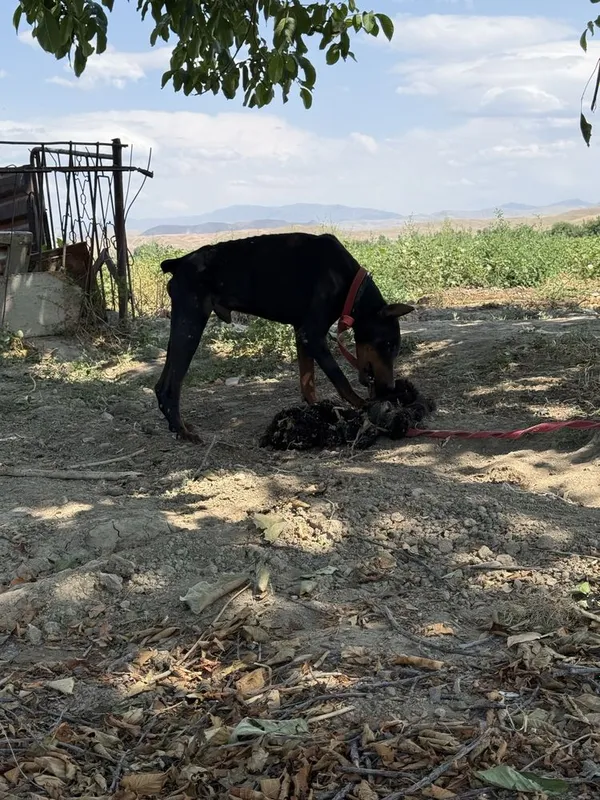 Doberman sotiladi erkak 3