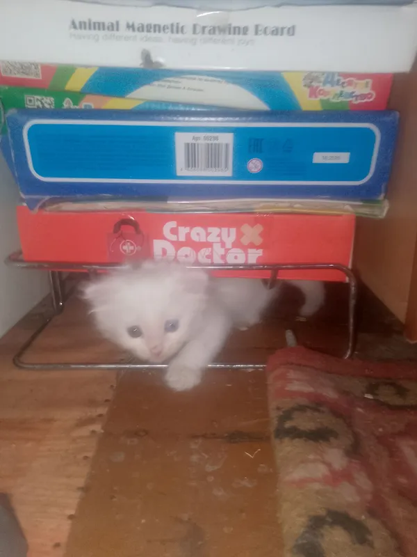 веслаухие котята 1 веслаухие котята 1