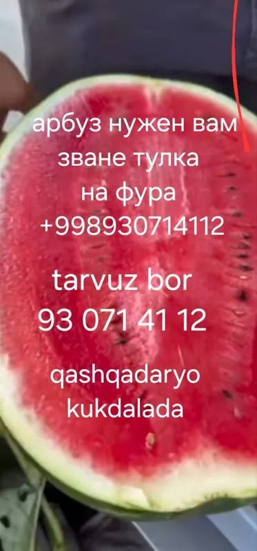 Qashqadaryo kukdalada tarvuz pishdi men xar xil navli