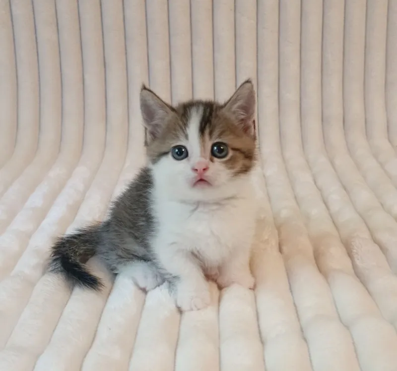 Продается котенок, Манчкин, мальчик