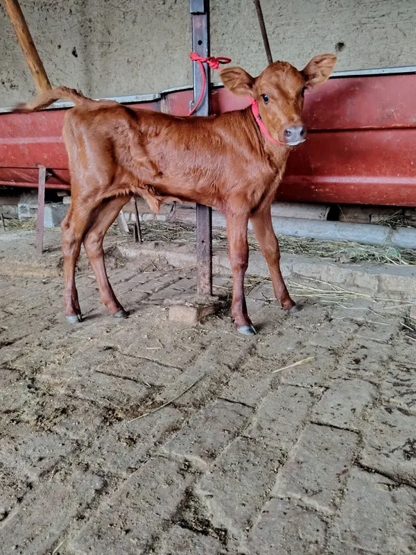 Ona bola sigir sotiladi sut 18 ta yeb ichishi zo'r gavdasi katta 3