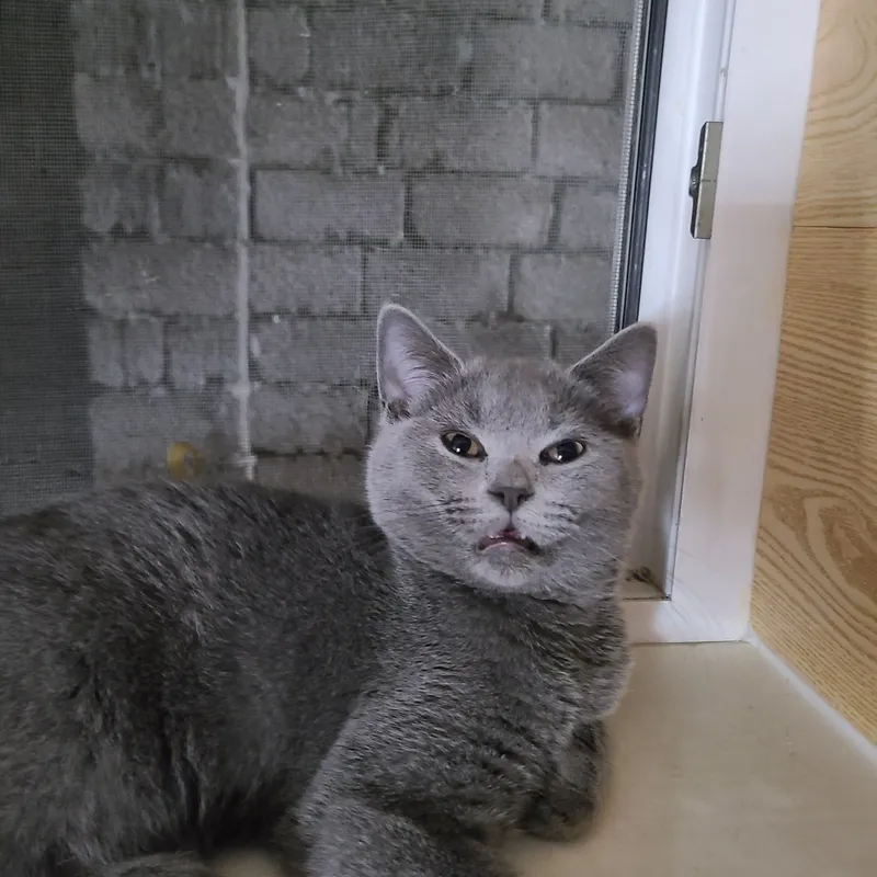 готовы к продаже британские котята — фото 1