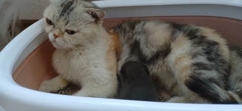 Персидская кошка 3