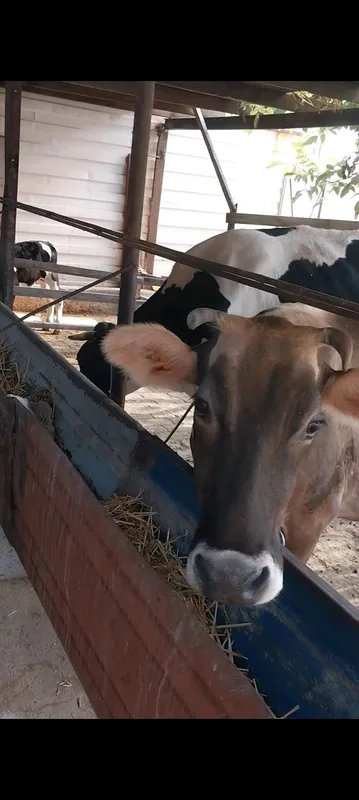 zotdor sigirlar sut-qatiqlari, yog'lik