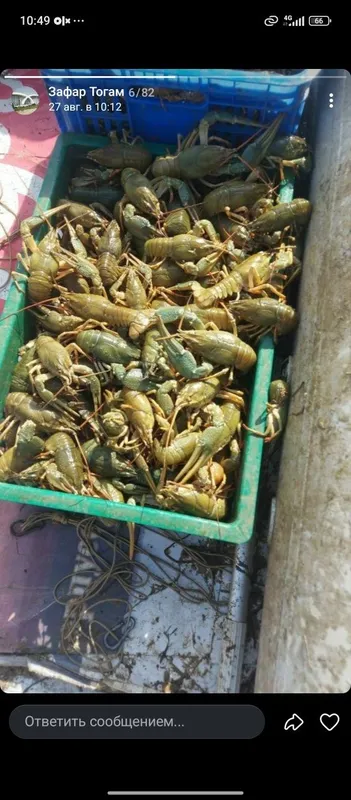 Tirik qisqichbaqalar, trek rak, yetkazib berish bor, 20+120 gramm 1 Tirik qisqichbaqalar, trek rak, yetkazib berish bor, 20+120 gramm 1
