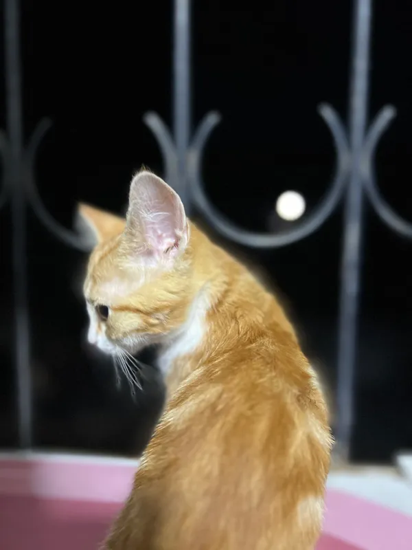 Кошка 5 Кошка 5