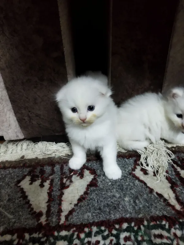 Продам трёх плюшевых котят — фото 2