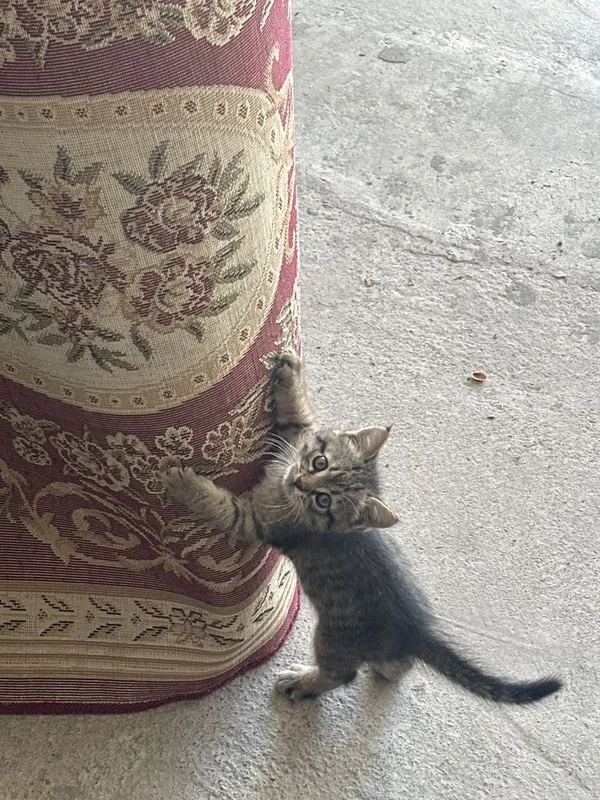 Kafolatlangan uy haqiqiy mushugi juda ozoda — фото 2