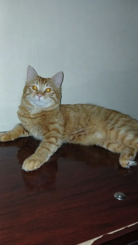Mushuk oʻgʻil mushuk 5 Mushuk oʻgʻil mushuk 5