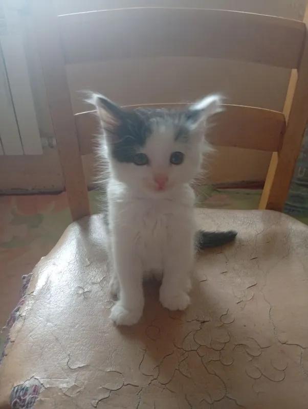 Котята в хорошие руки — фото 1