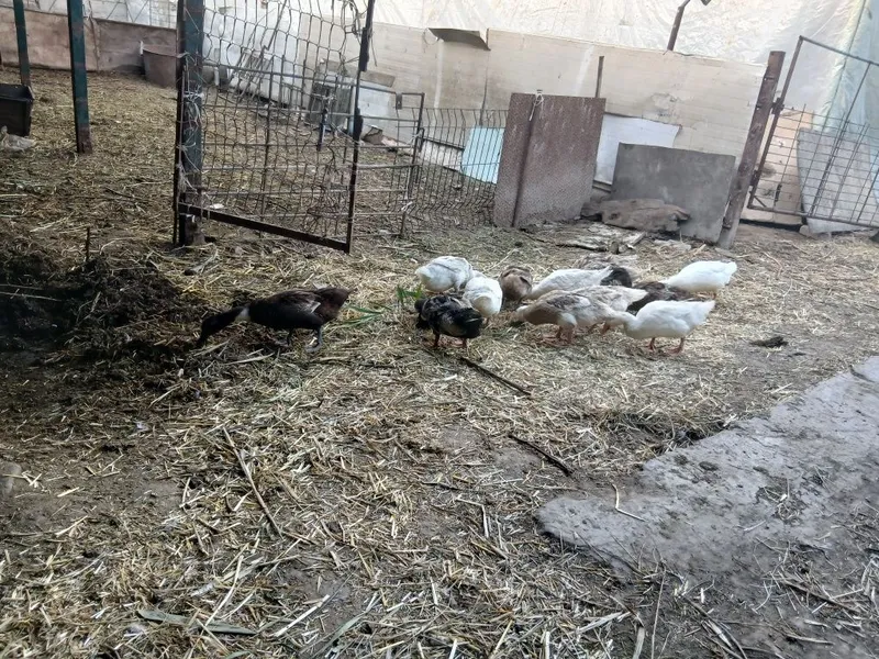 Урдаклар сотилади 13 дона — фото 1