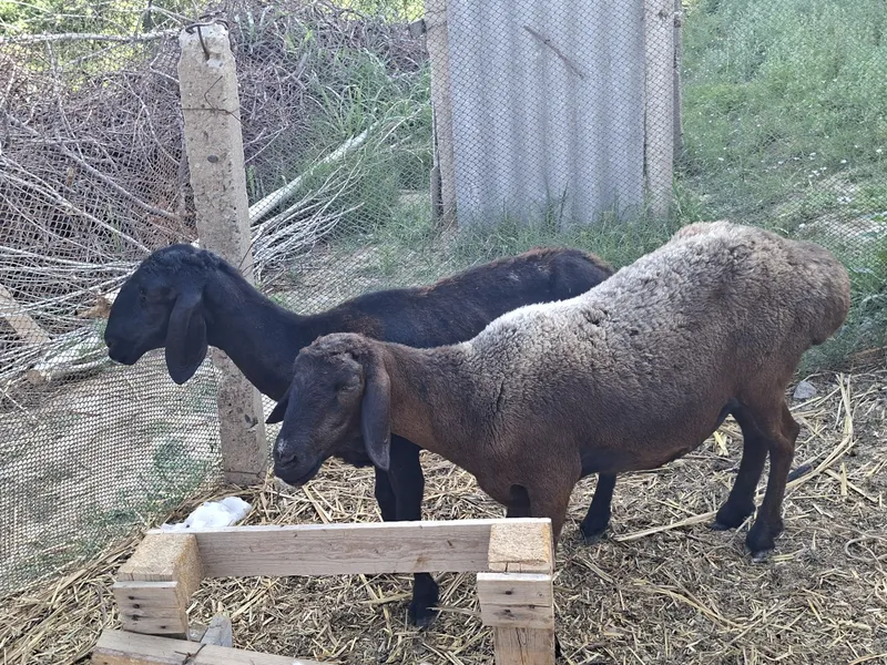4 ta qo'y sotiladi. 2