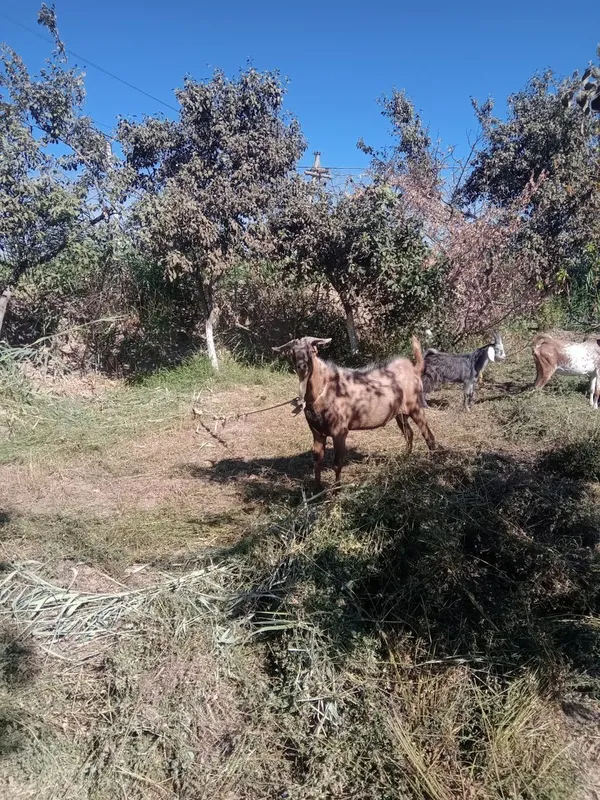 Така сотилади , битал ва занен кушма — фото 1