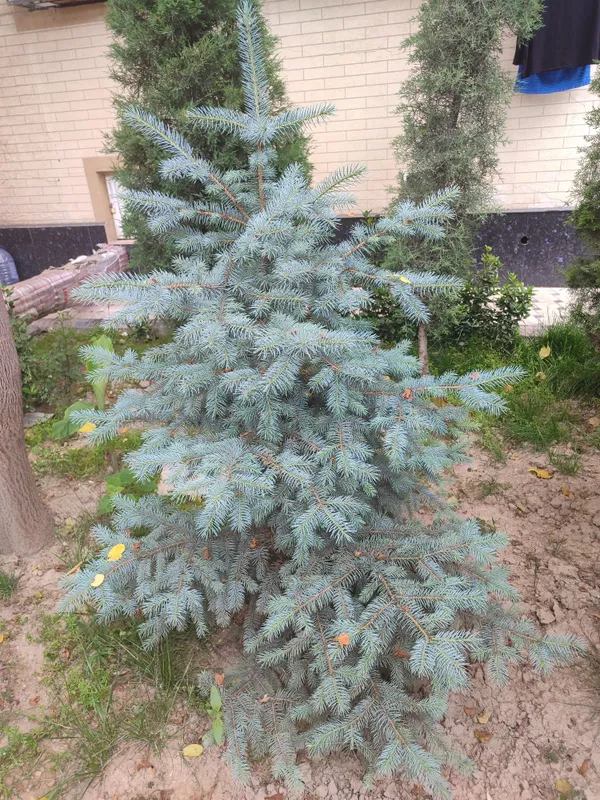 Oq archa sotilad chiroylu osgan 1 .85 boyi — фото 2