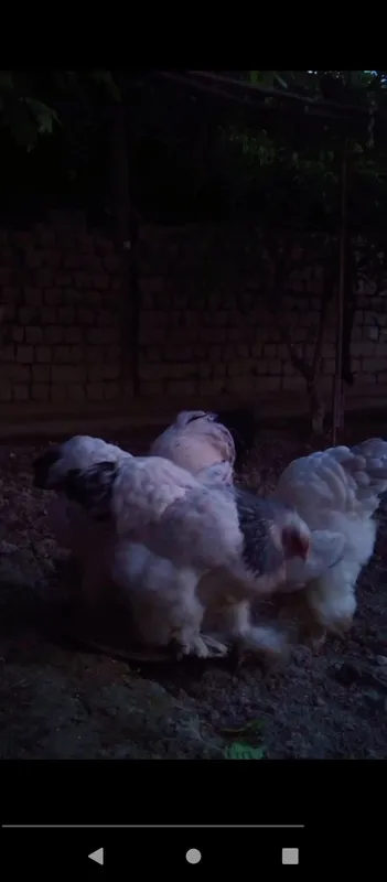 Gigant Brama ishqibozlari uchun Qoni tozzasidan