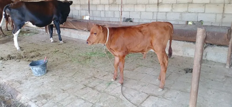 Ona bola sigirlar 6