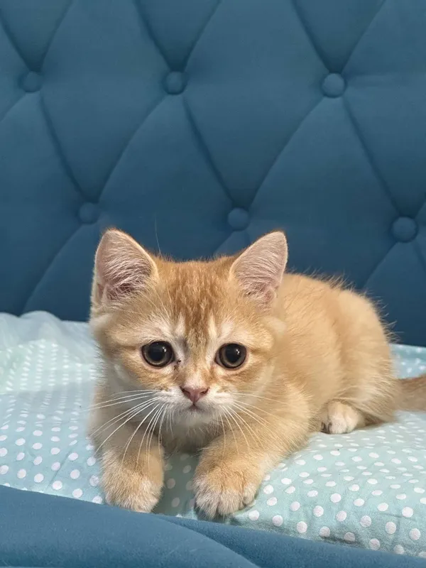 Кот и кошка британские шиншиллы 3 Кот и кошка британские шиншиллы 3