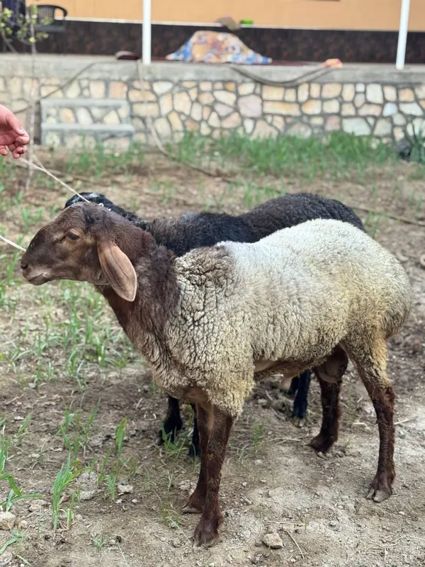 Qoʻchqorchalar sotiladi