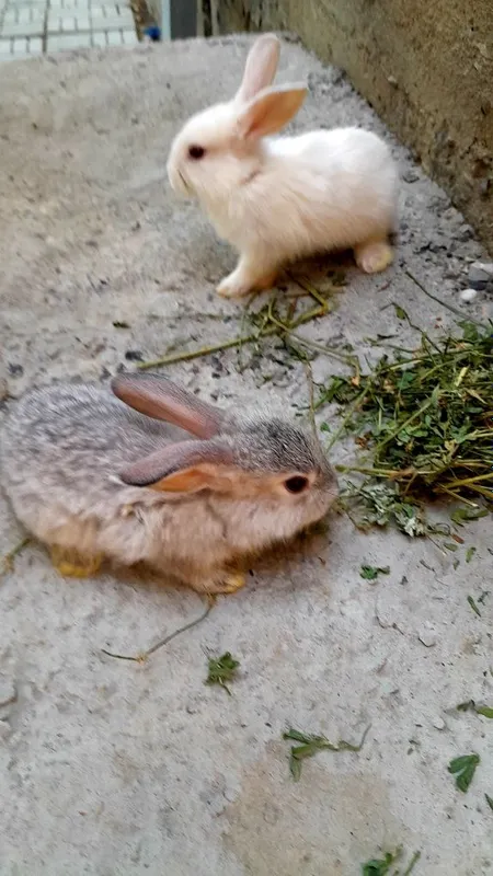 Қуйон болалари бор. 2