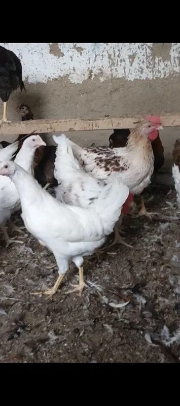 Uyda boqilgan velikan juja xurozlar sotiladi Uyda boqilgan velikan juja xurozlar sotiladi