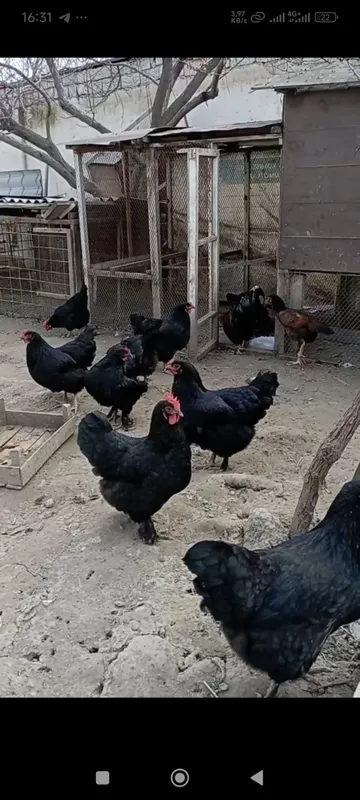 tovuqlar sotiladi