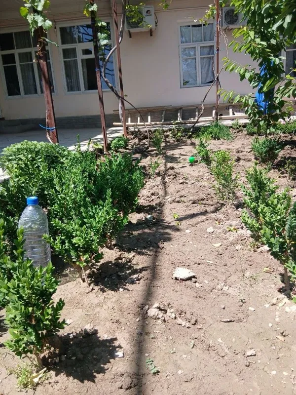 Шамшод гул кичкинаси Шамшод цветы для сада — фото 1