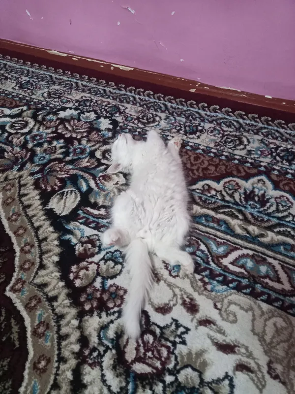 Turk angorasi ug‘l 2 Turk angorasi ug‘l 2
