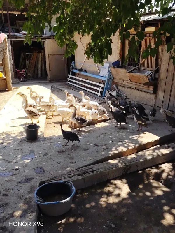 Gozlar va Sisarkalar 7 Gozlar va Sisarkalar 7