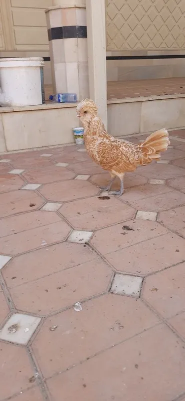 Япончалар сотилади 2