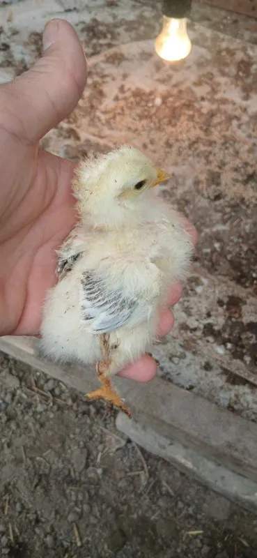 Joʻjalar sotiladi Joʻjalar sotiladi