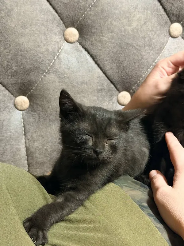 Котята в добрые руки 2 Котята в добрые руки 2