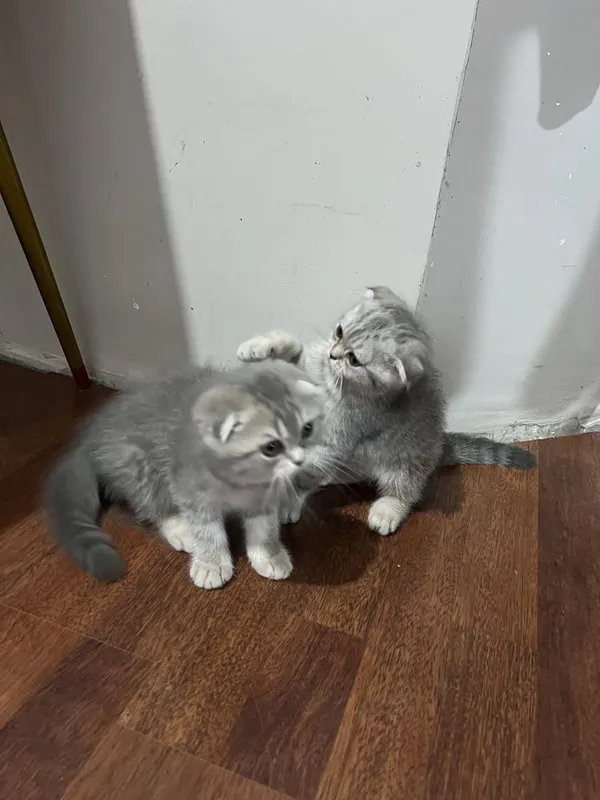 Скоттиш фолд 2та боласи 6 Скоттиш фолд 2та боласи 6