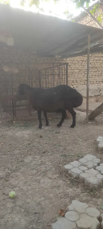 Qo'chqor va urg'ochi qo'y sotiladi — фото 3