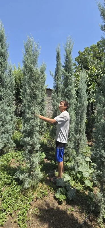 кипарис аризонский 2 кипарис аризонский 2