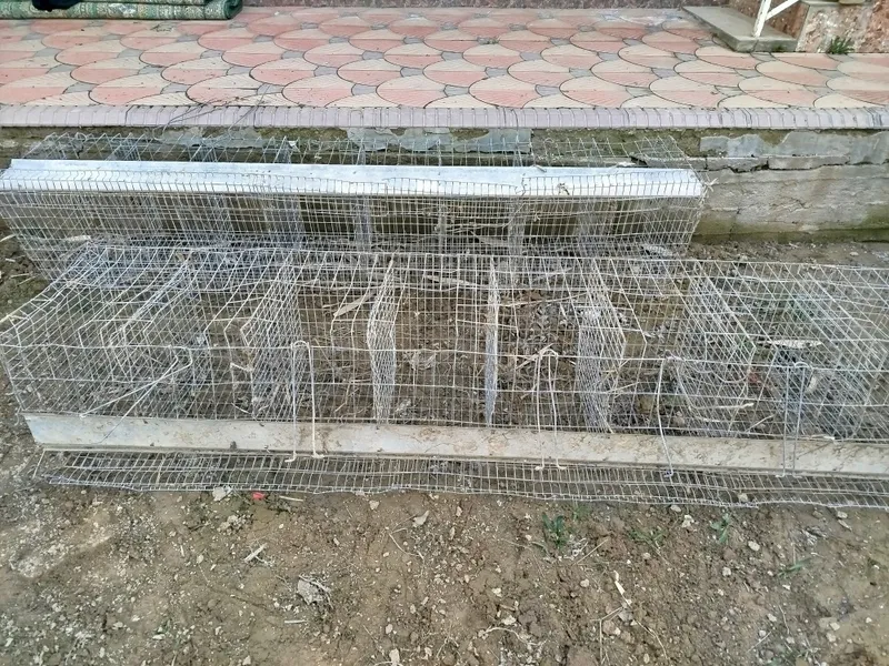 Товук сетка, 8 катакли