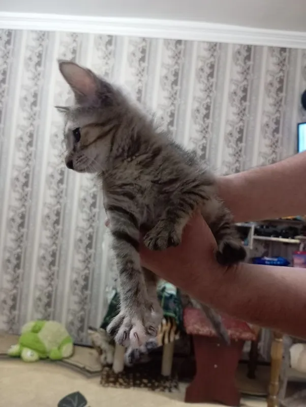 Отдам в добрые руки котенка 2 Отдам в добрые руки котенка 2