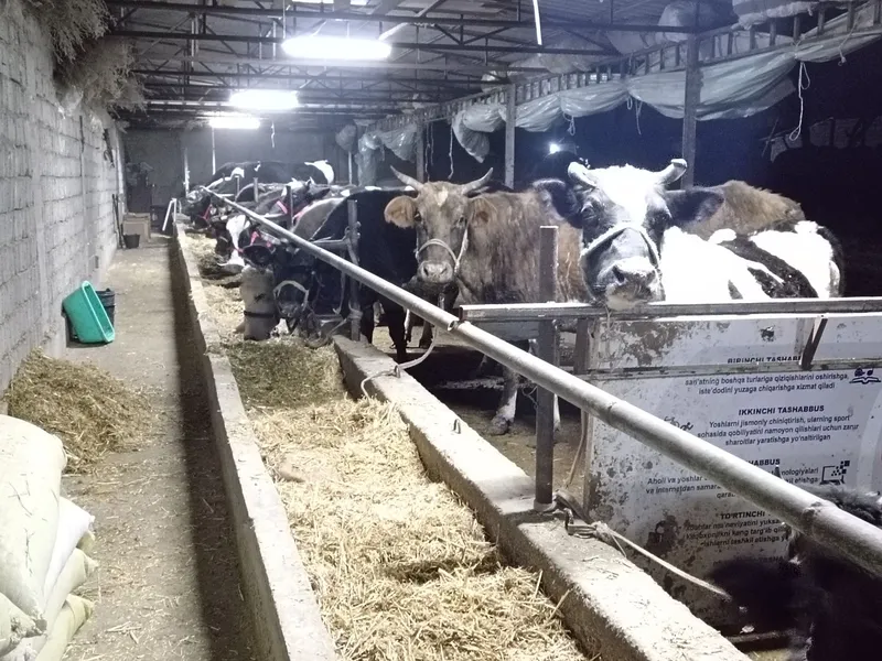 Smental pyostra gibrit 50 litrgacha sut beradgan gonajn sotladi — фото 2