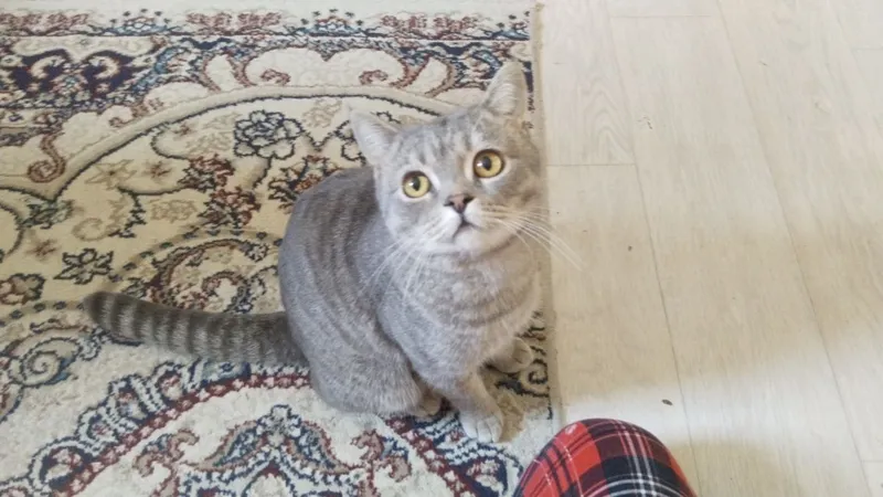 кот по кличке Чарли добрый котик к людям 6 кот по кличке Чарли добрый котик к людям 6