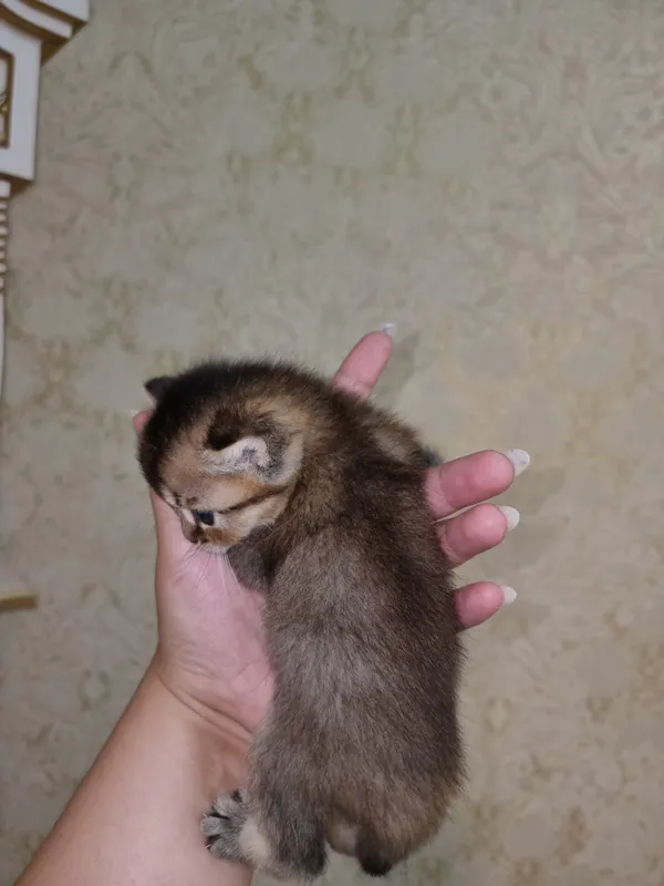 Котята под бронь — фото 5