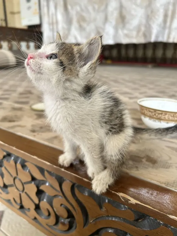 Кошка 1 месяц отдам в хорошие руки