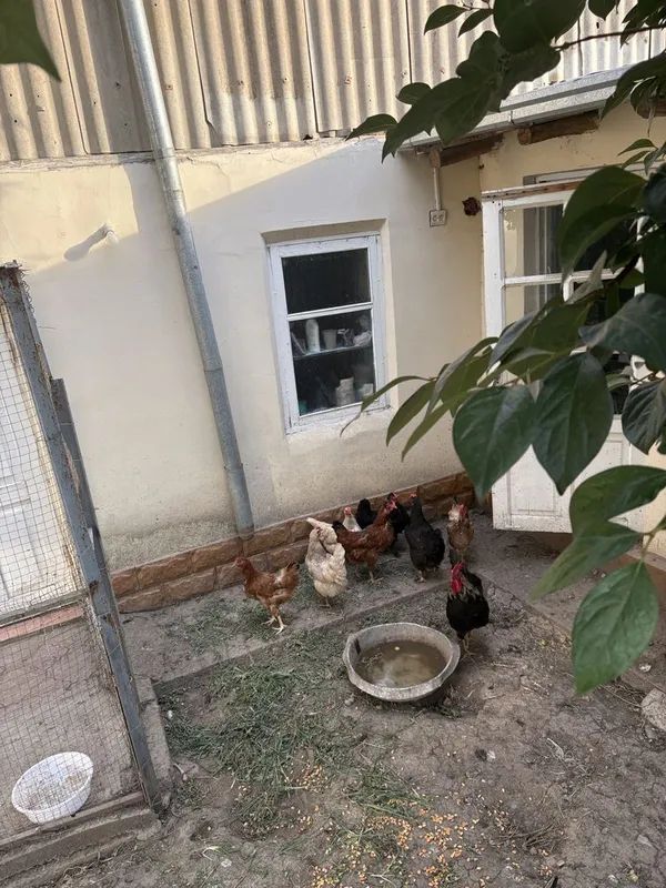Продаётся куры и петухи