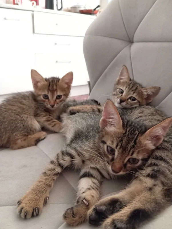 Котята милые в хорошие руки 3 Котята милые в хорошие руки 3