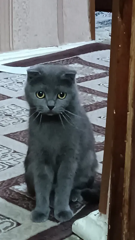 кошка скоттиш фолд