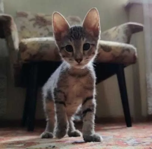 Котята домашние бесплатно в хорошие руки — фото 2