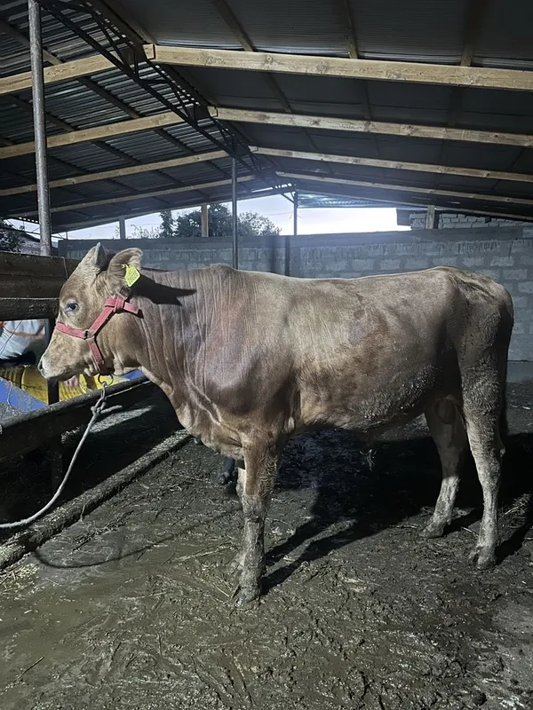 Buqalar sotiladi 3 Buqalar sotiladi 3