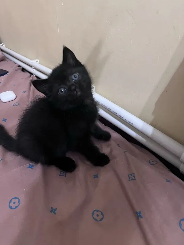 Шотландсике котята бесплатно 3 Шотландсике котята бесплатно 3