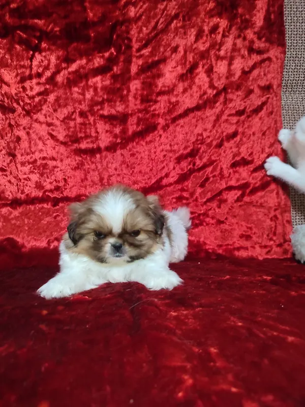 Pekines kuchukchasi sotiladi 4 Pekines kuchukchasi sotiladi 4